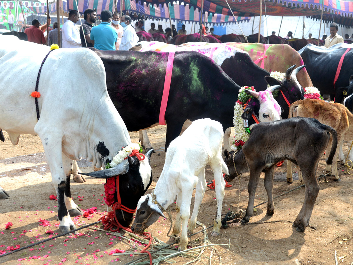 Animal Fest Pashu Sankranthi in Narsingi at Hyderabad - Sakshi14