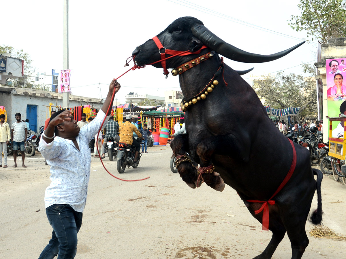 Animal Fest Pashu Sankranthi in Narsingi at Hyderabad - Sakshi15