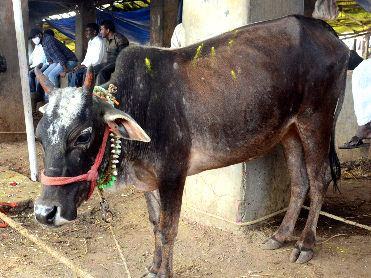 Animal Fest Pashu Sankranthi in Narsingi at Hyderabad - Sakshi16