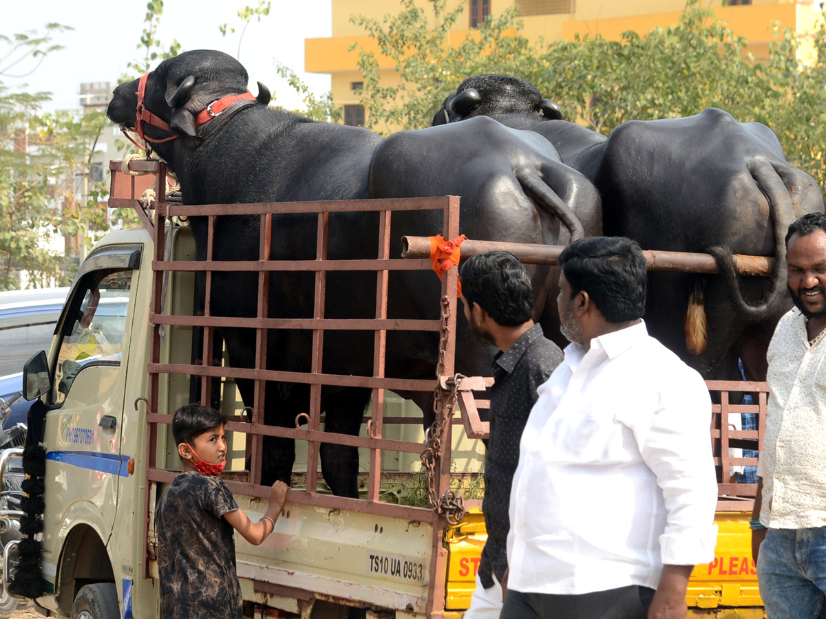 Animal Fest Pashu Sankranthi in Narsingi at Hyderabad - Sakshi2