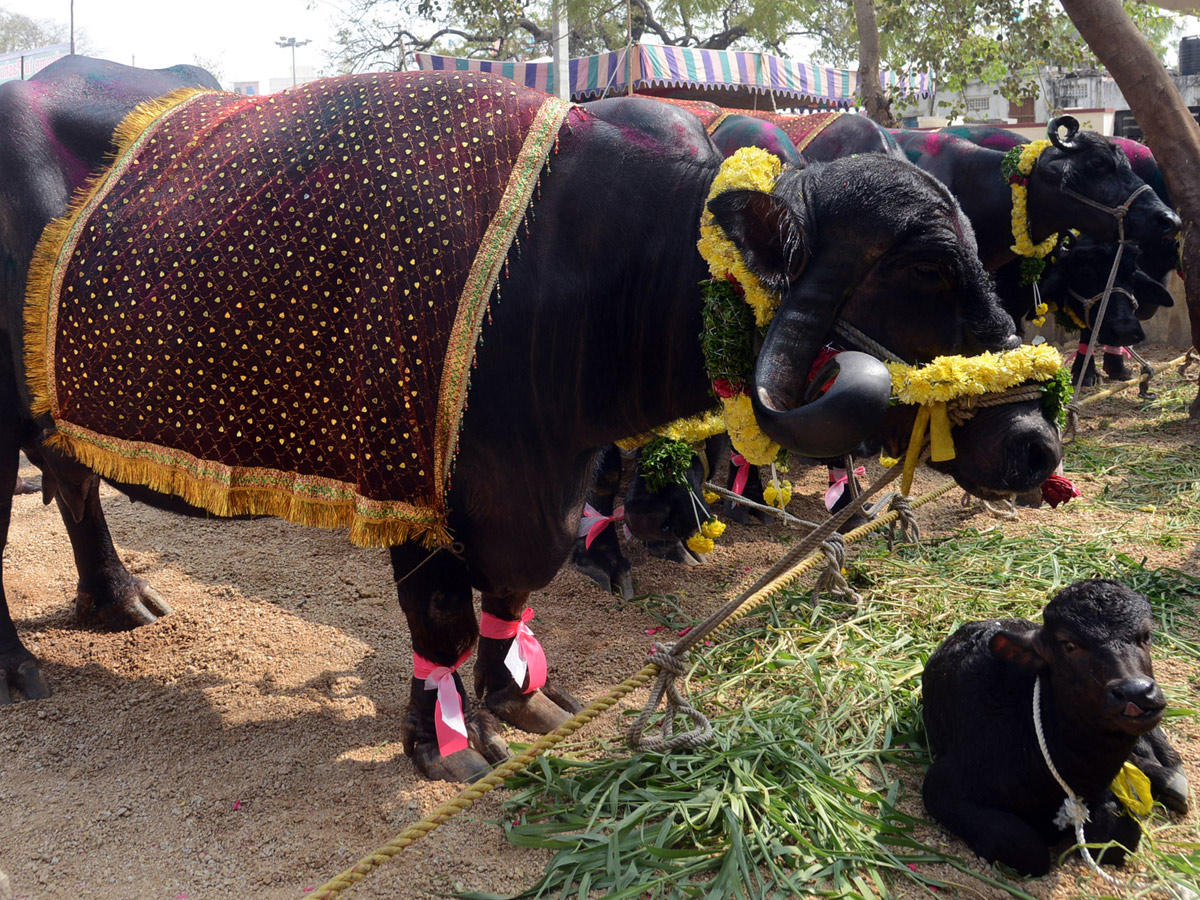 Animal Fest Pashu Sankranthi in Narsingi at Hyderabad - Sakshi3