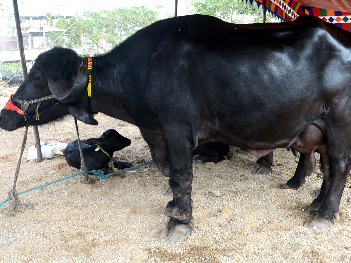 Animal Fest Pashu Sankranthi in Narsingi at Hyderabad - Sakshi9