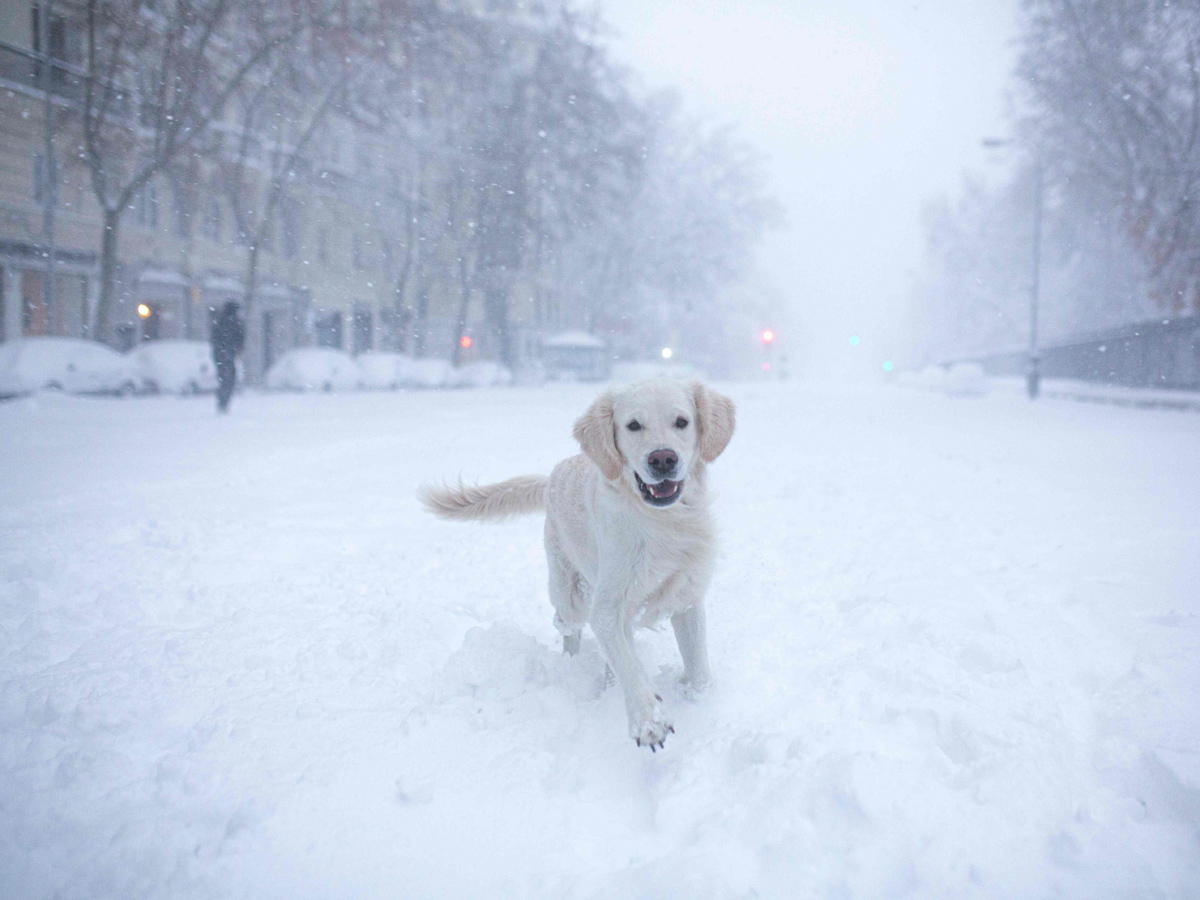 Storm Filomena causes Rare Heavy snow in Spain Photo Gallery - Sakshi12