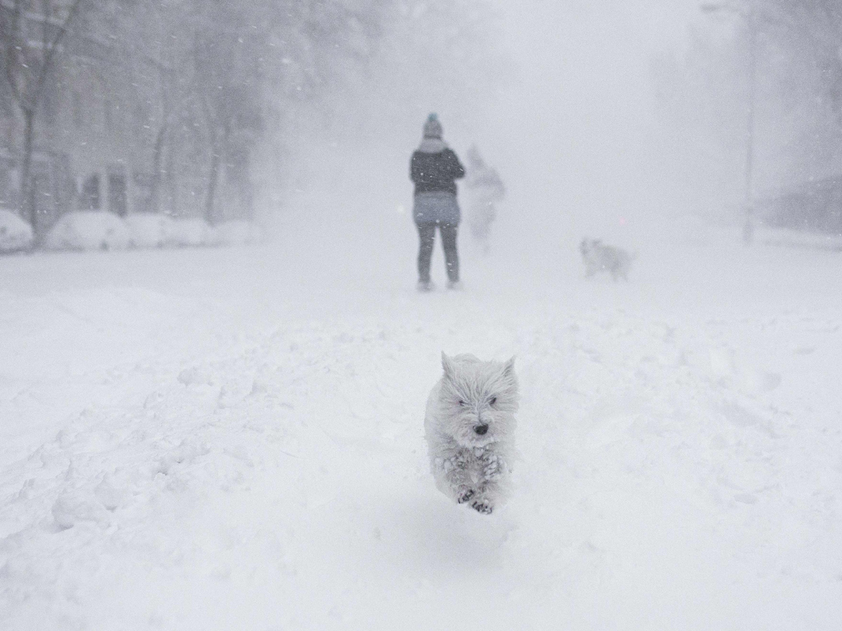 Storm Filomena causes Rare Heavy snow in Spain Photo Gallery - Sakshi13