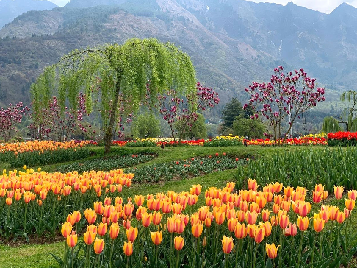 Srinagar Famous Tulip Garden Photo Gallery - Sakshi1