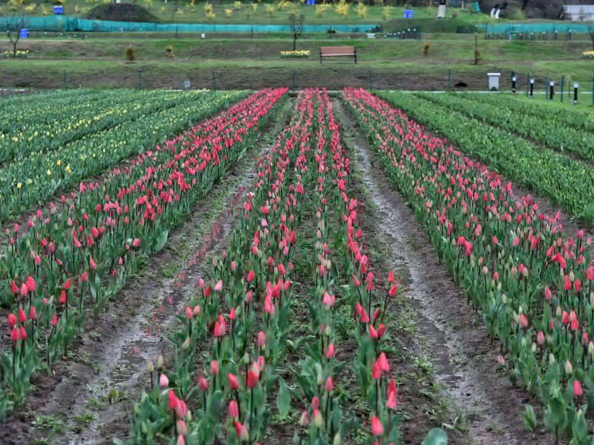 Srinagar Famous Tulip Garden Photo Gallery - Sakshi10