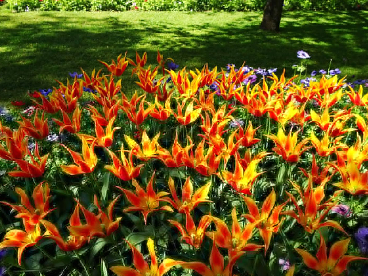 Srinagar Famous Tulip Garden Photo Gallery - Sakshi13