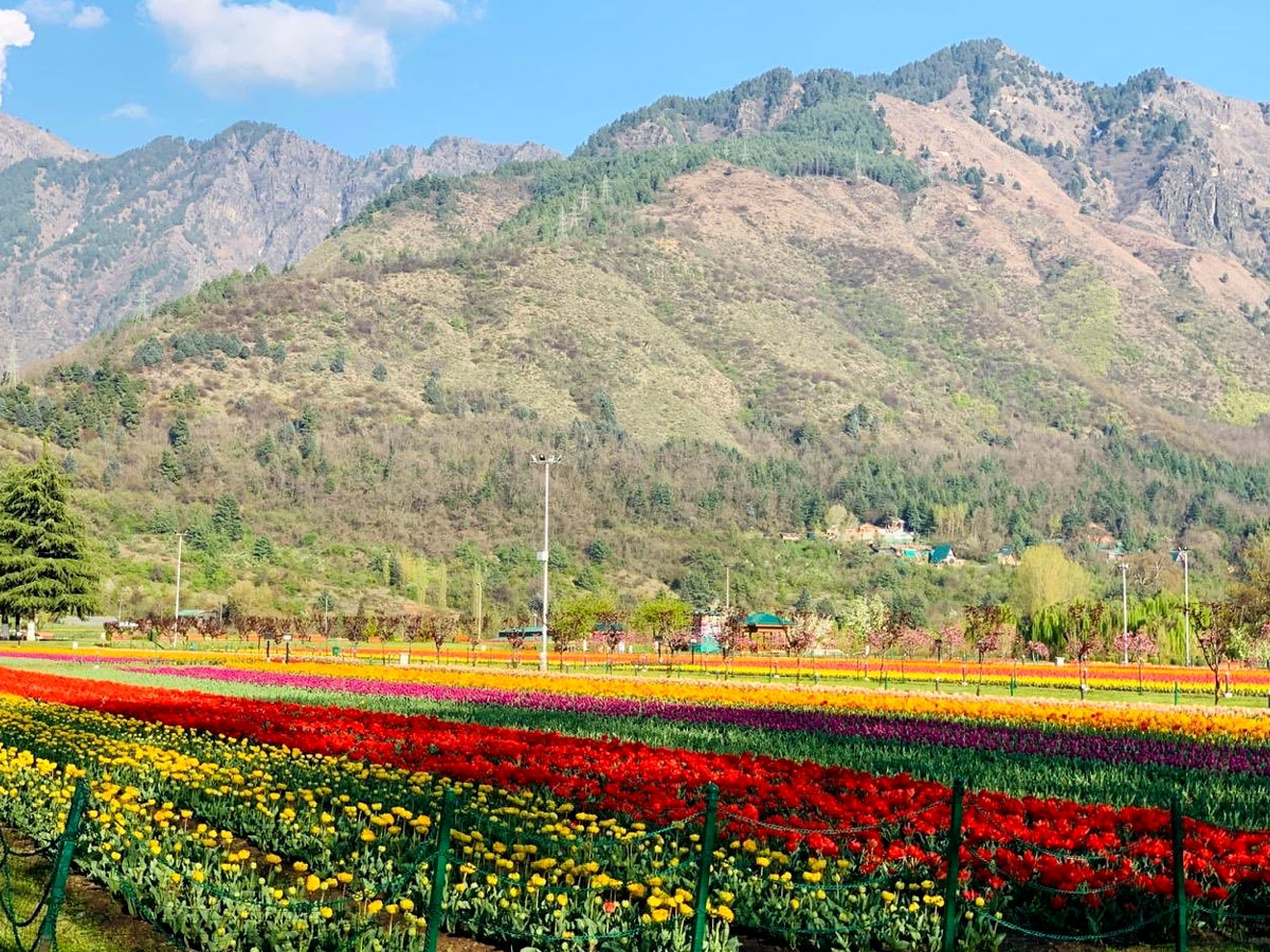 Srinagar Famous Tulip Garden Photo Gallery - Sakshi14