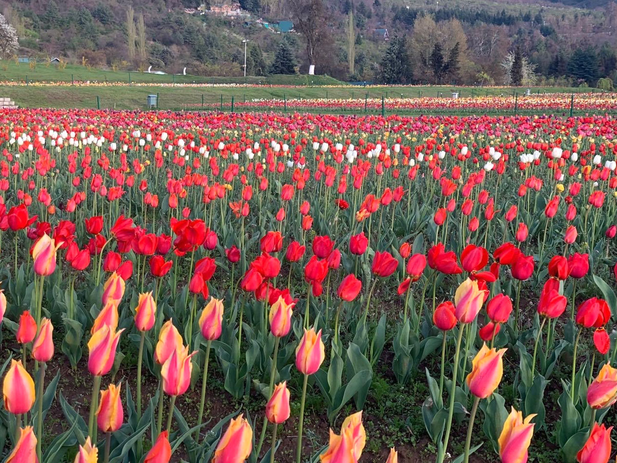 Srinagar Famous Tulip Garden Photo Gallery - Sakshi15