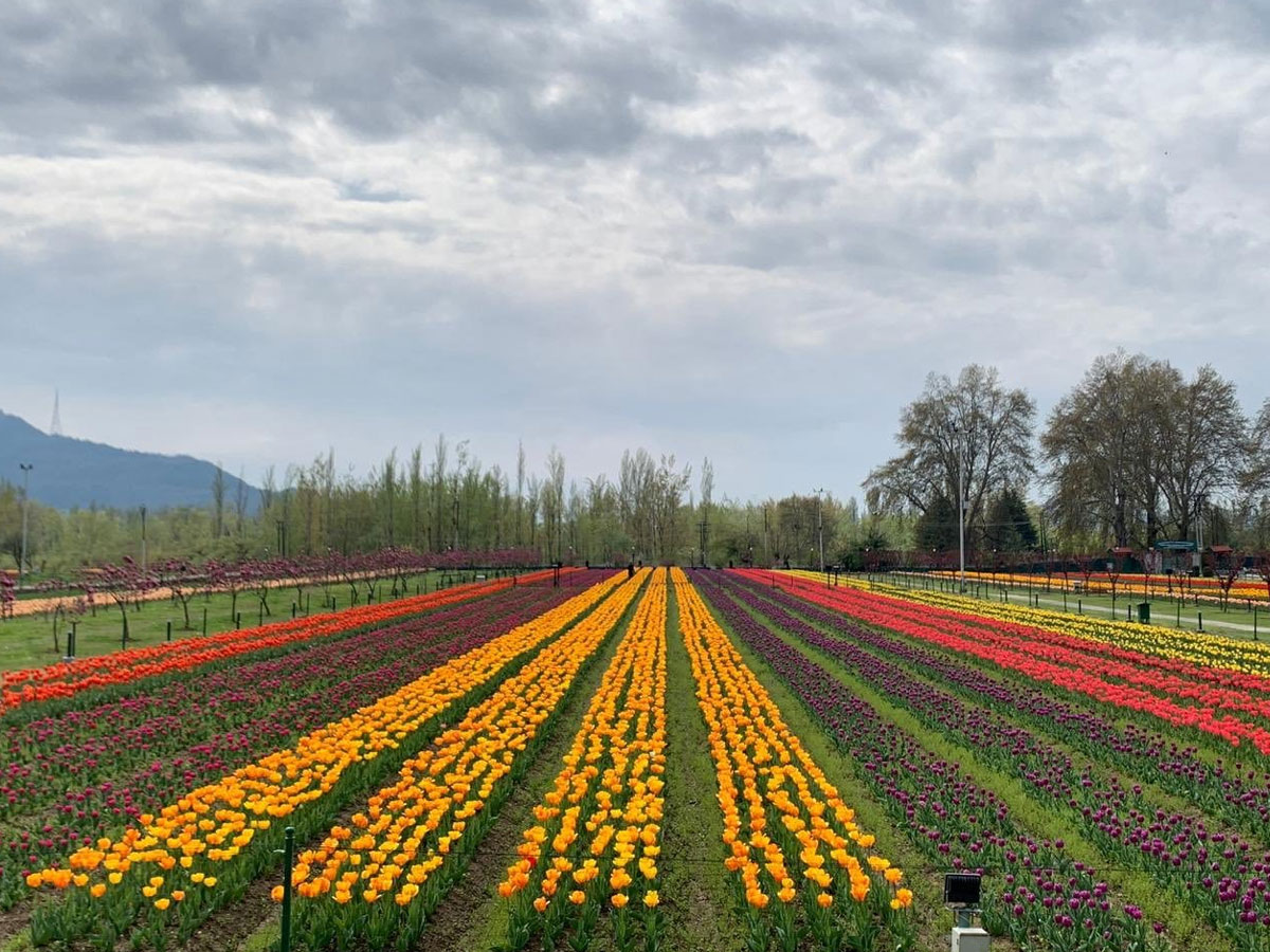 Srinagar Famous Tulip Garden Photo Gallery - Sakshi16