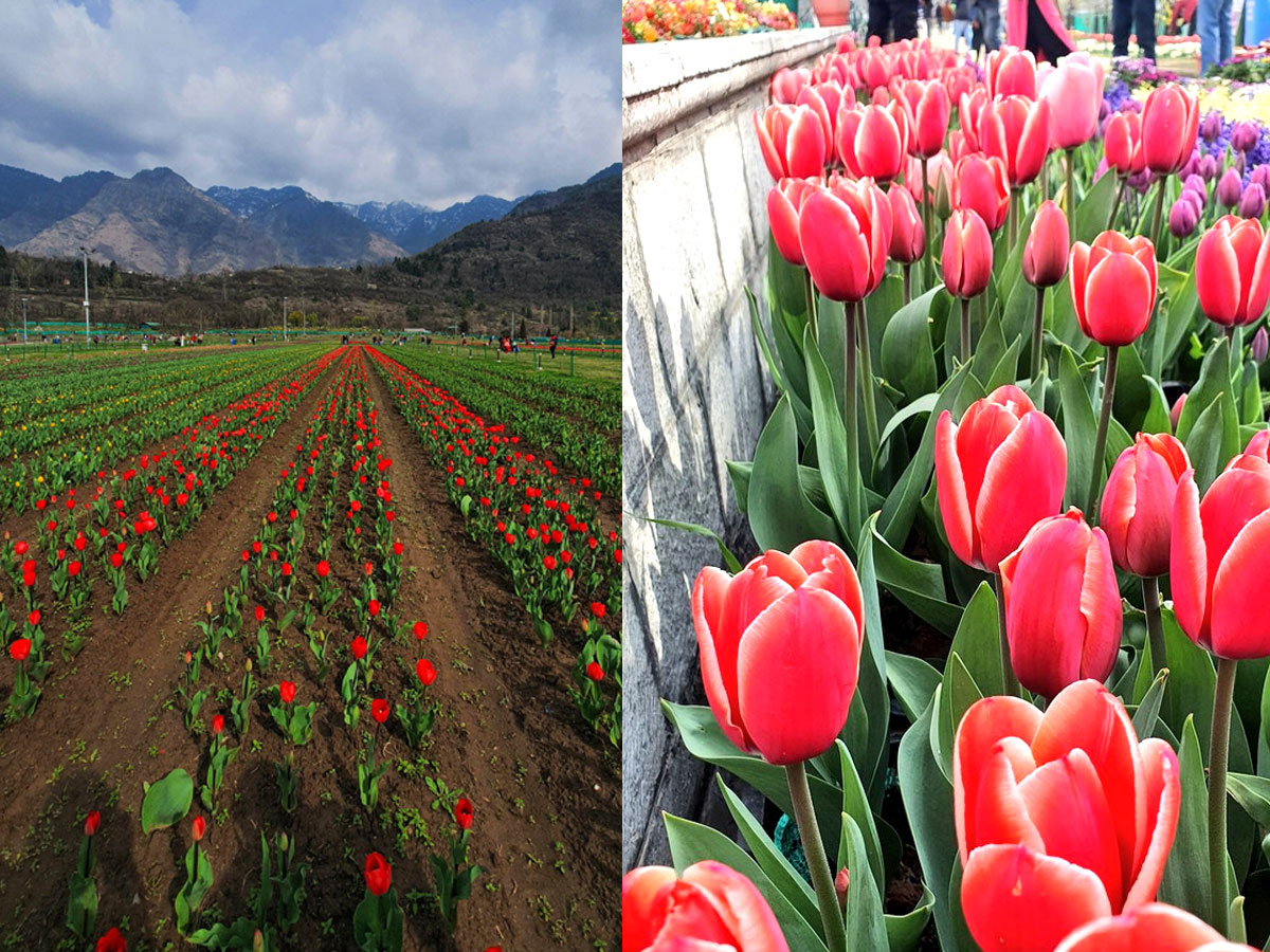 Srinagar Famous Tulip Garden Photo Gallery - Sakshi18