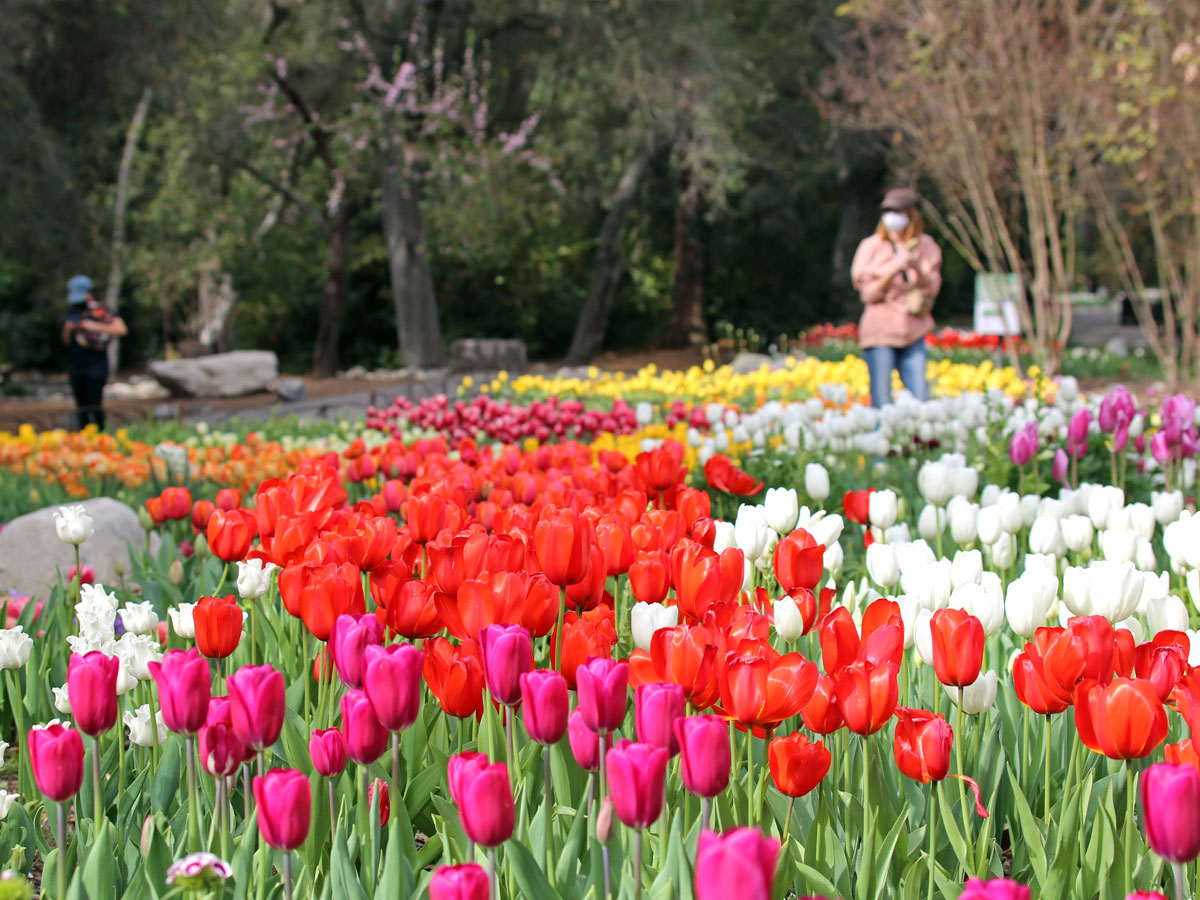 Srinagar Famous Tulip Garden Photo Gallery - Sakshi20