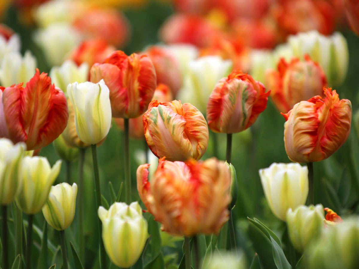 Srinagar Famous Tulip Garden Photo Gallery - Sakshi21