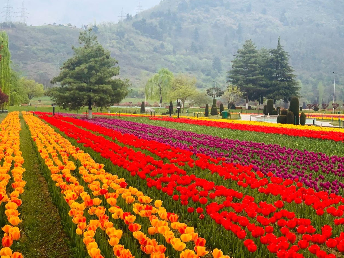 Srinagar Famous Tulip Garden Photo Gallery - Sakshi24