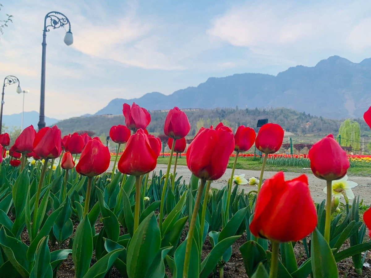 Srinagar Famous Tulip Garden Photo Gallery - Sakshi25