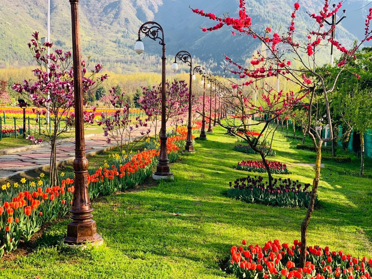 Srinagar Famous Tulip Garden Photo Gallery - Sakshi26