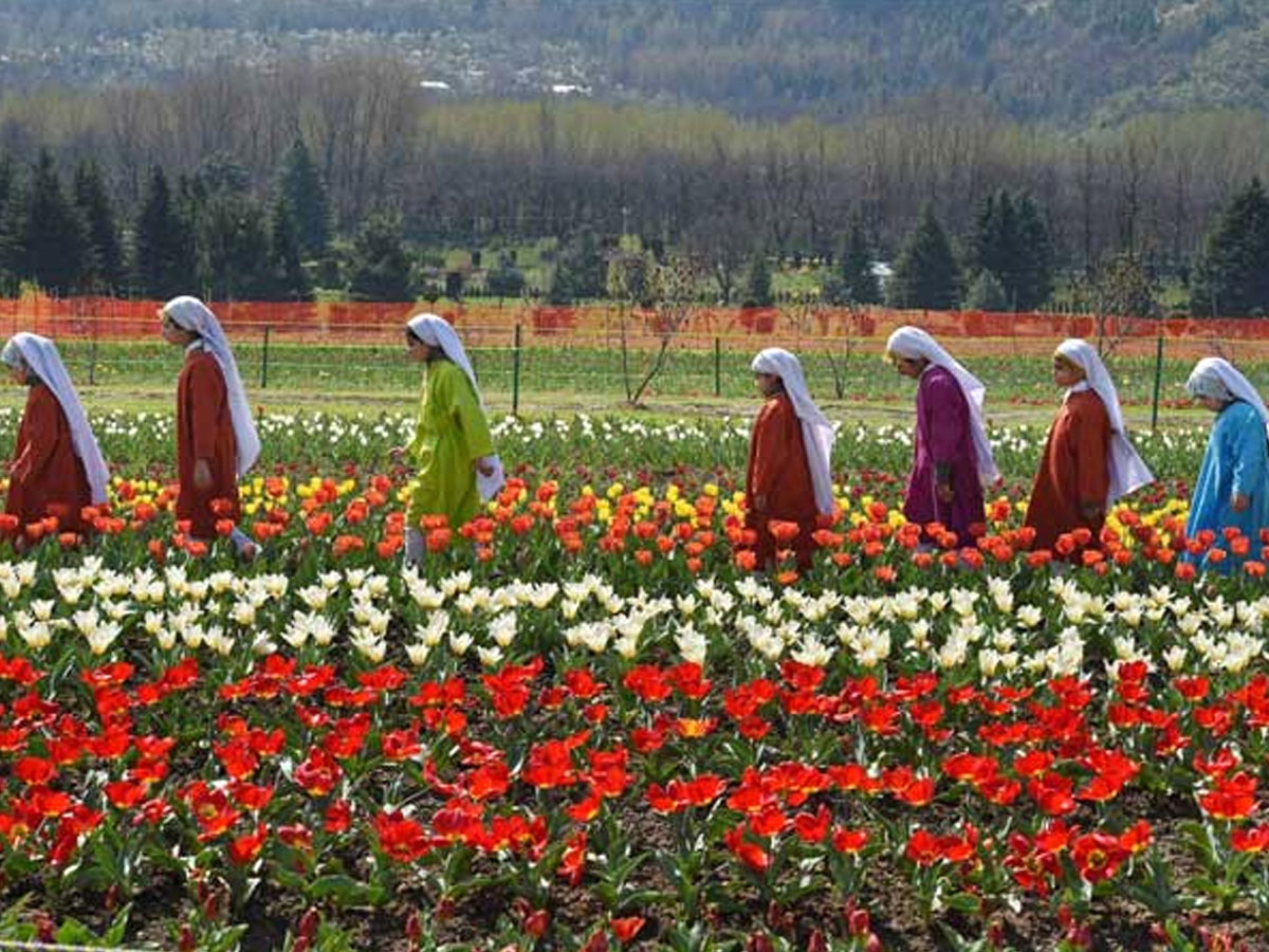 Srinagar Famous Tulip Garden Photo Gallery - Sakshi27