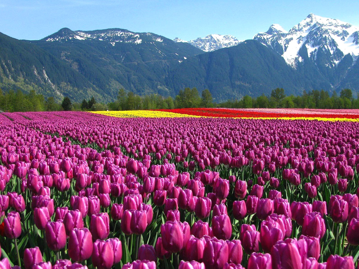 Srinagar Famous Tulip Garden Photo Gallery - Sakshi28