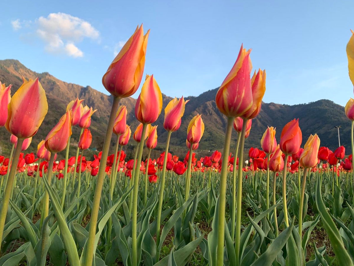 Srinagar Famous Tulip Garden Photo Gallery - Sakshi3