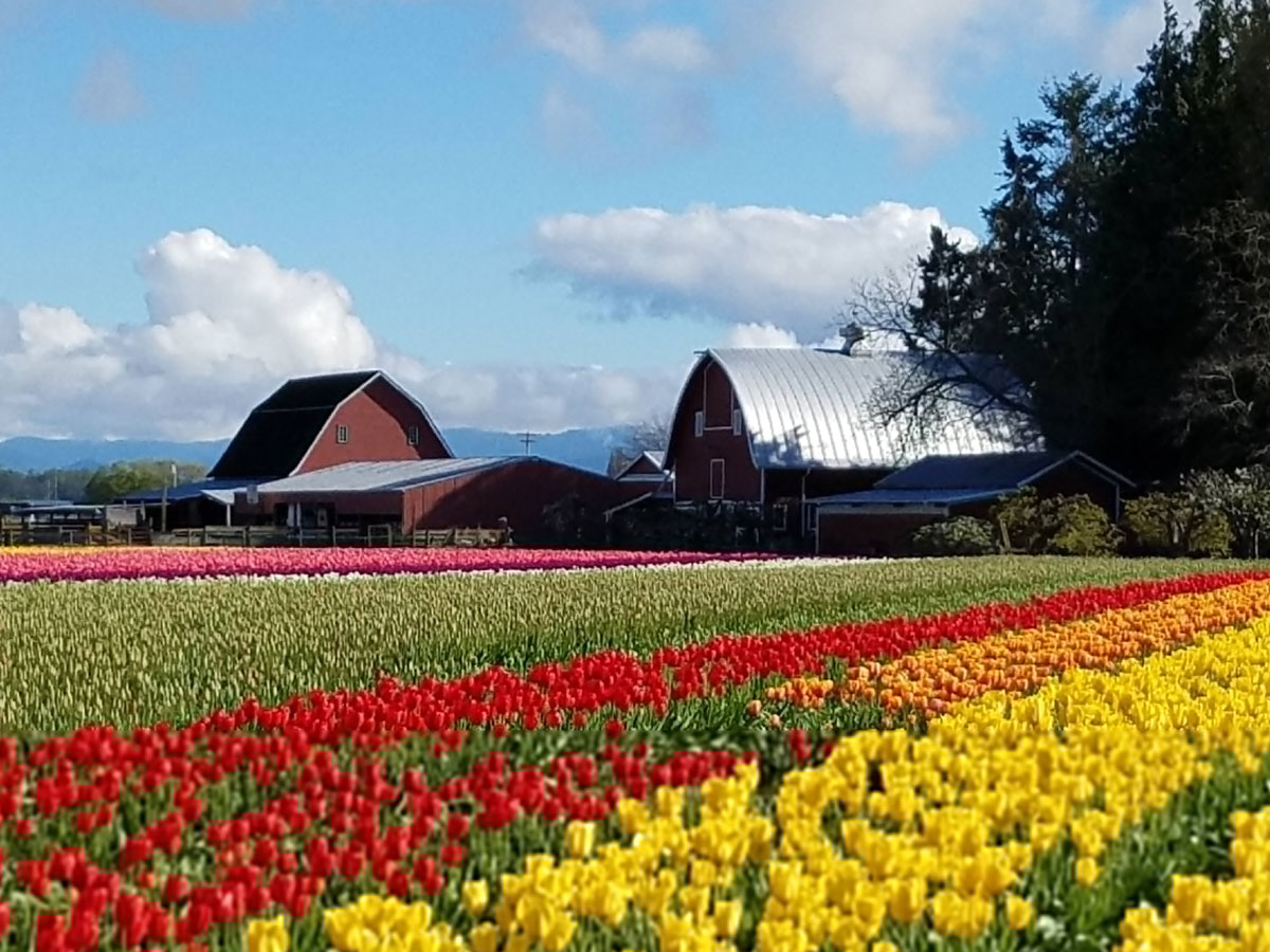 Srinagar Famous Tulip Garden Photo Gallery - Sakshi30