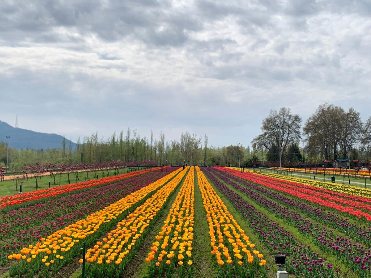 Srinagar Famous Tulip Garden Photo Gallery - Sakshi31