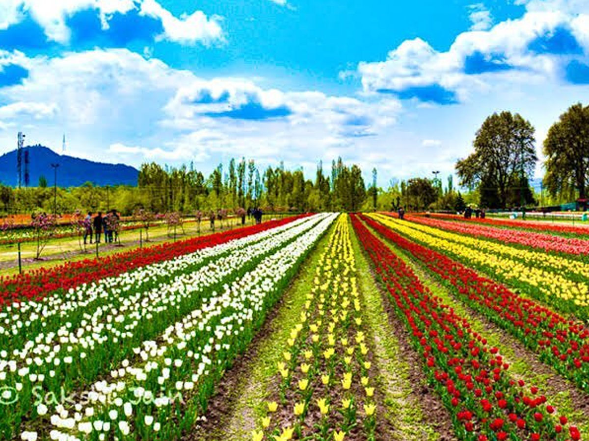 Srinagar Famous Tulip Garden Photo Gallery - Sakshi32