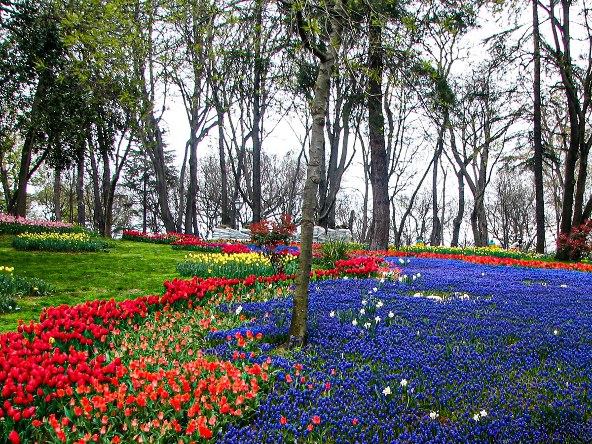 Srinagar Famous Tulip Garden Photo Gallery - Sakshi5