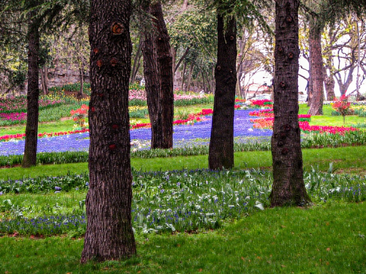 Srinagar Famous Tulip Garden Photo Gallery - Sakshi6