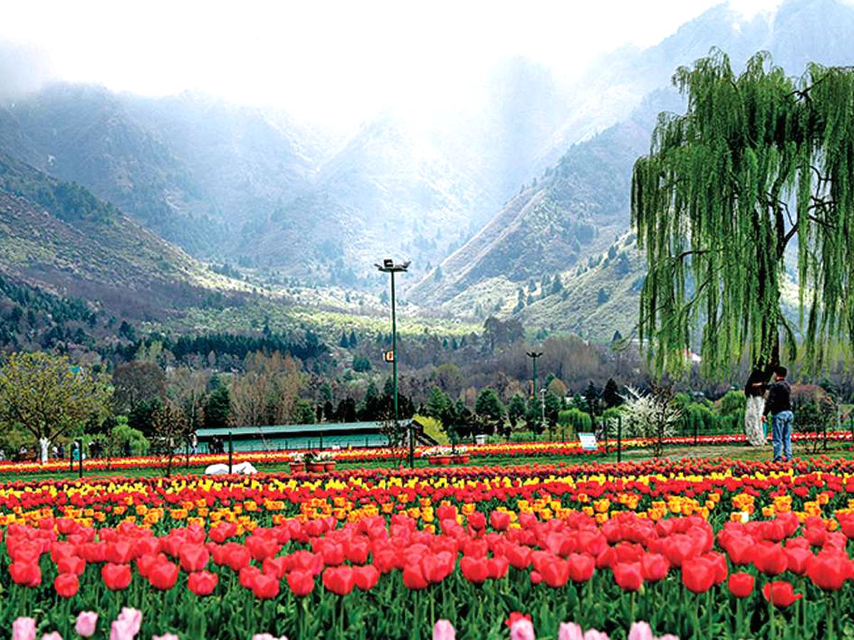 Srinagar Famous Tulip Garden Photo Gallery - Sakshi7