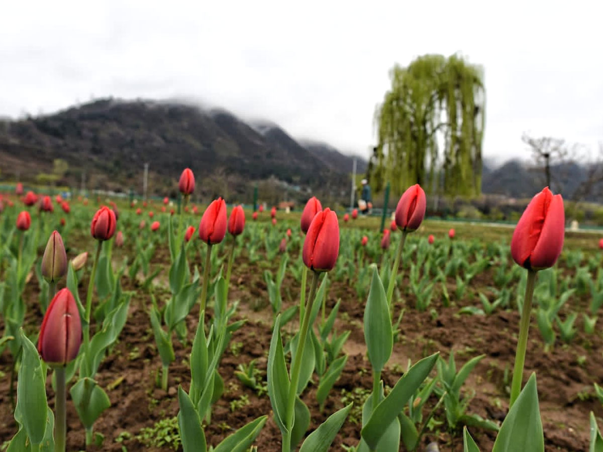 Srinagar Famous Tulip Garden Photo Gallery - Sakshi8