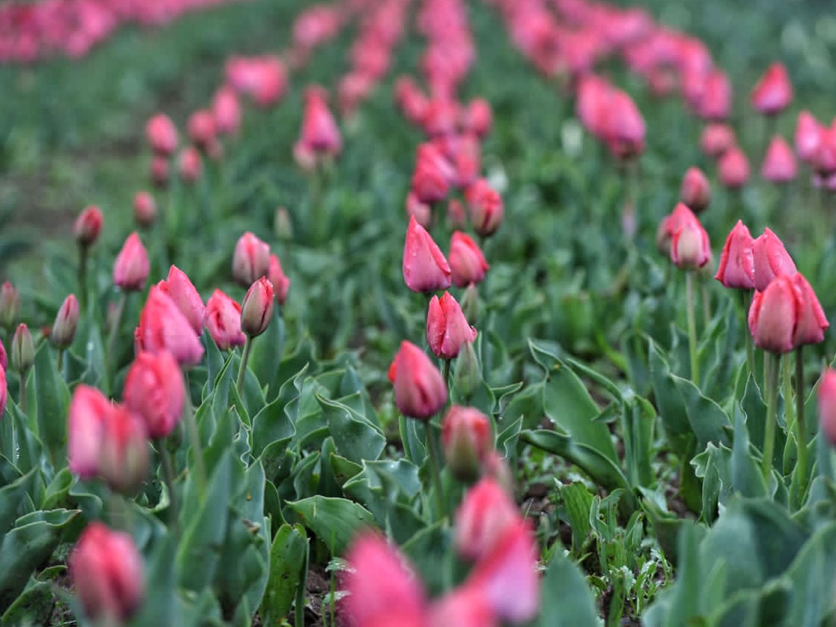 Srinagar Famous Tulip Garden Photo Gallery - Sakshi9