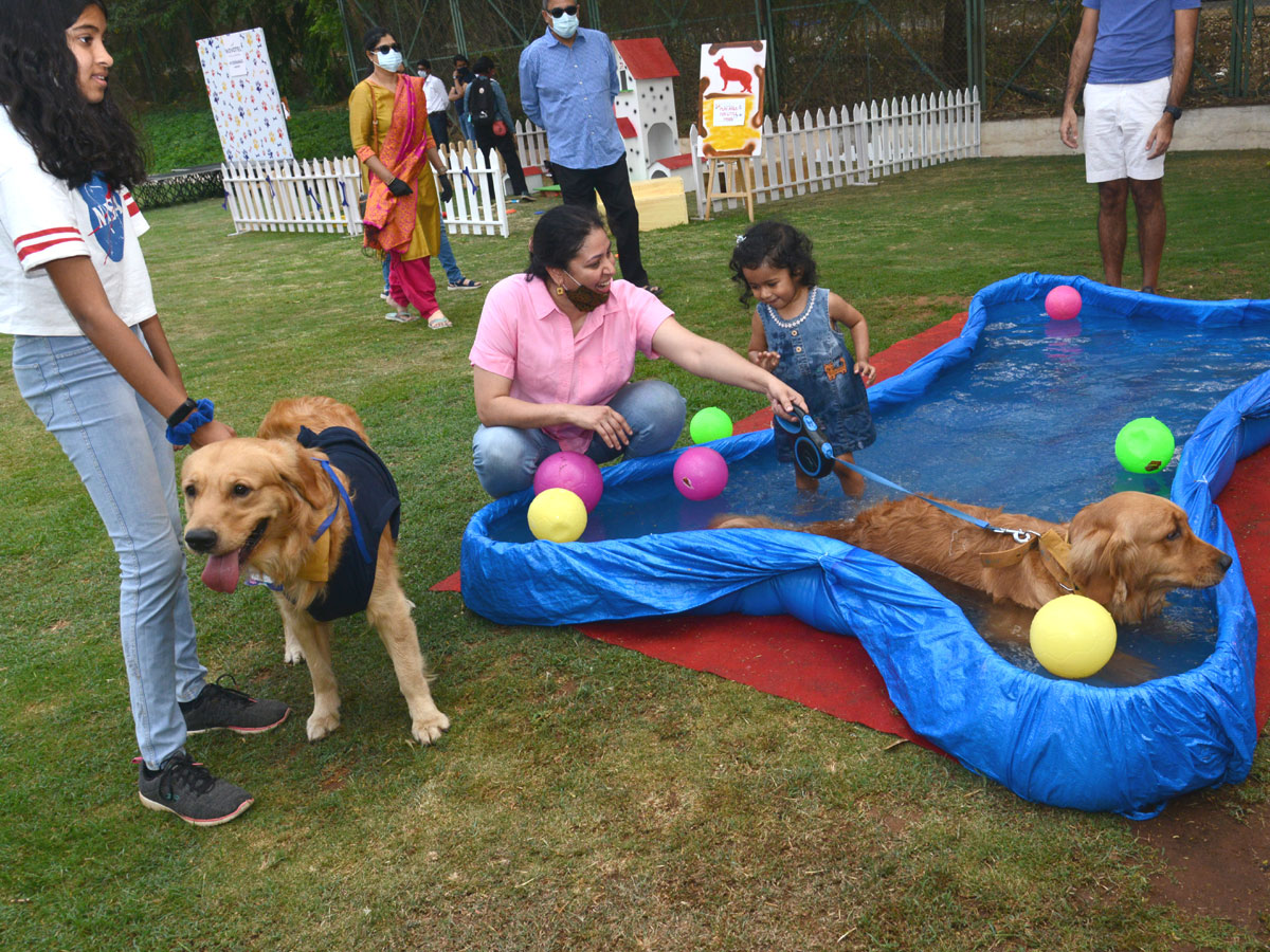 Dog Walking Jumping And Swimming In Hyderabad Photo Gallery - Sakshi1