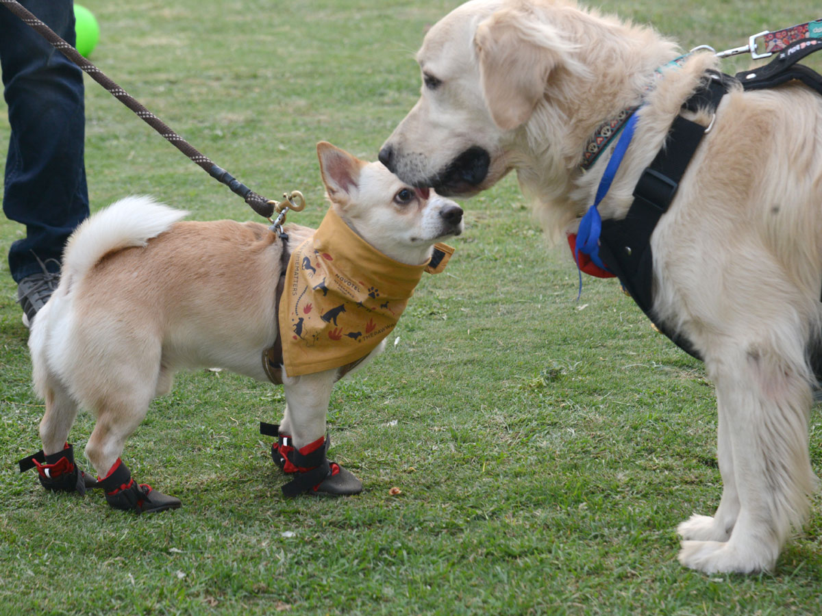 Dog Walking Jumping And Swimming In Hyderabad Photo Gallery - Sakshi12