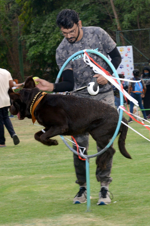 Dog Walking Jumping And Swimming In Hyderabad Photo Gallery - Sakshi13