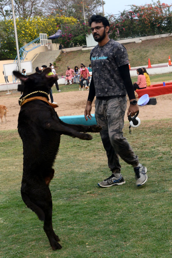 Dog Walking Jumping And Swimming In Hyderabad Photo Gallery - Sakshi15