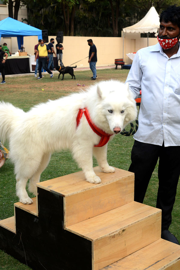 Dog Walking Jumping And Swimming In Hyderabad Photo Gallery - Sakshi17