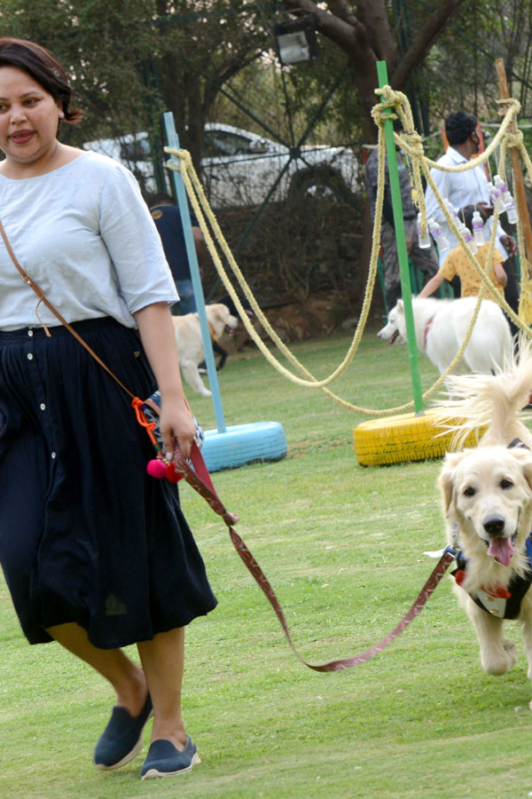 Dog Walking Jumping And Swimming In Hyderabad Photo Gallery - Sakshi19