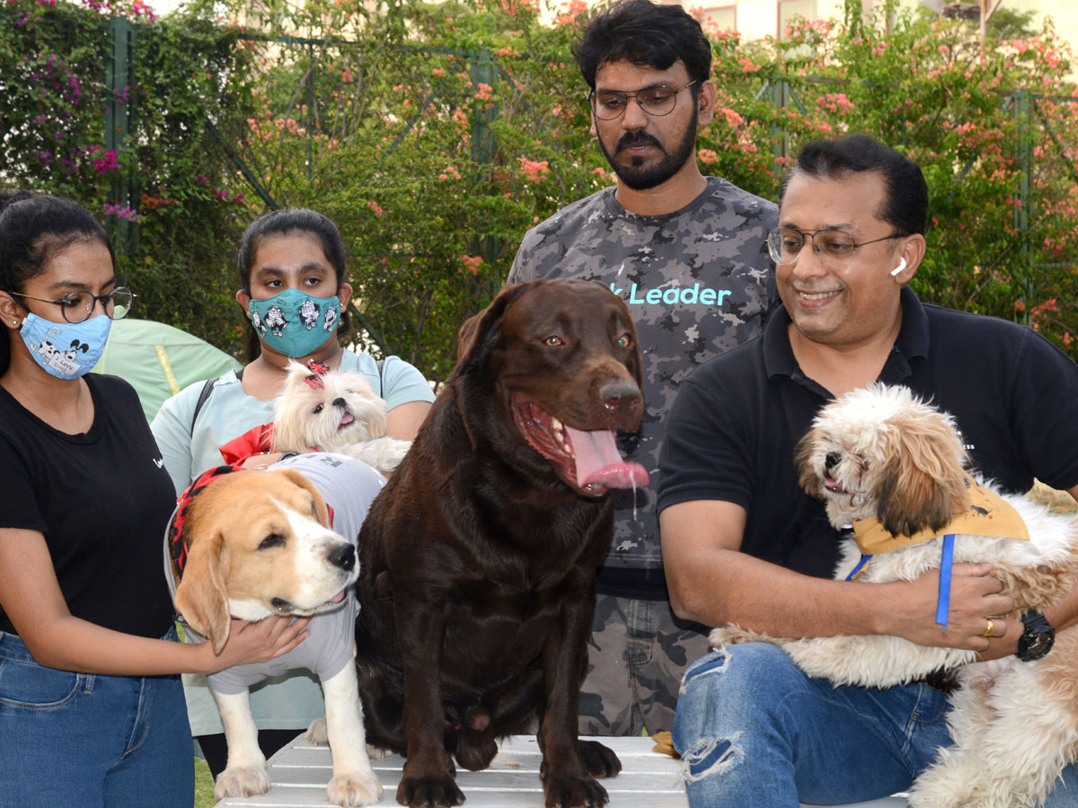 Dog Walking Jumping And Swimming In Hyderabad Photo Gallery - Sakshi2