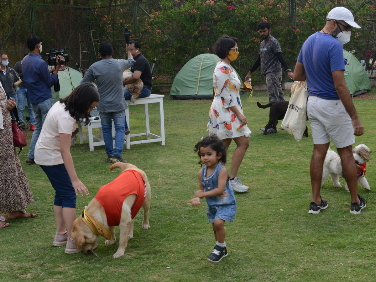 Dog Walking Jumping And Swimming In Hyderabad Photo Gallery - Sakshi3