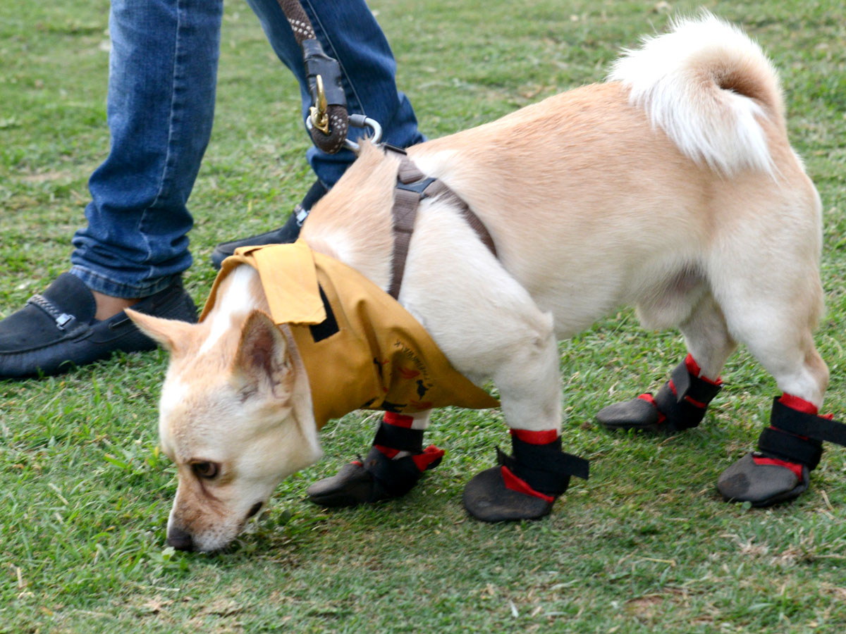 Dog Walking Jumping And Swimming In Hyderabad Photo Gallery - Sakshi4