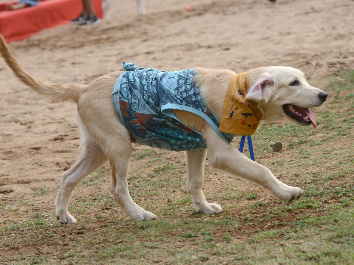 Dog Walking Jumping And Swimming In Hyderabad Photo Gallery - Sakshi6