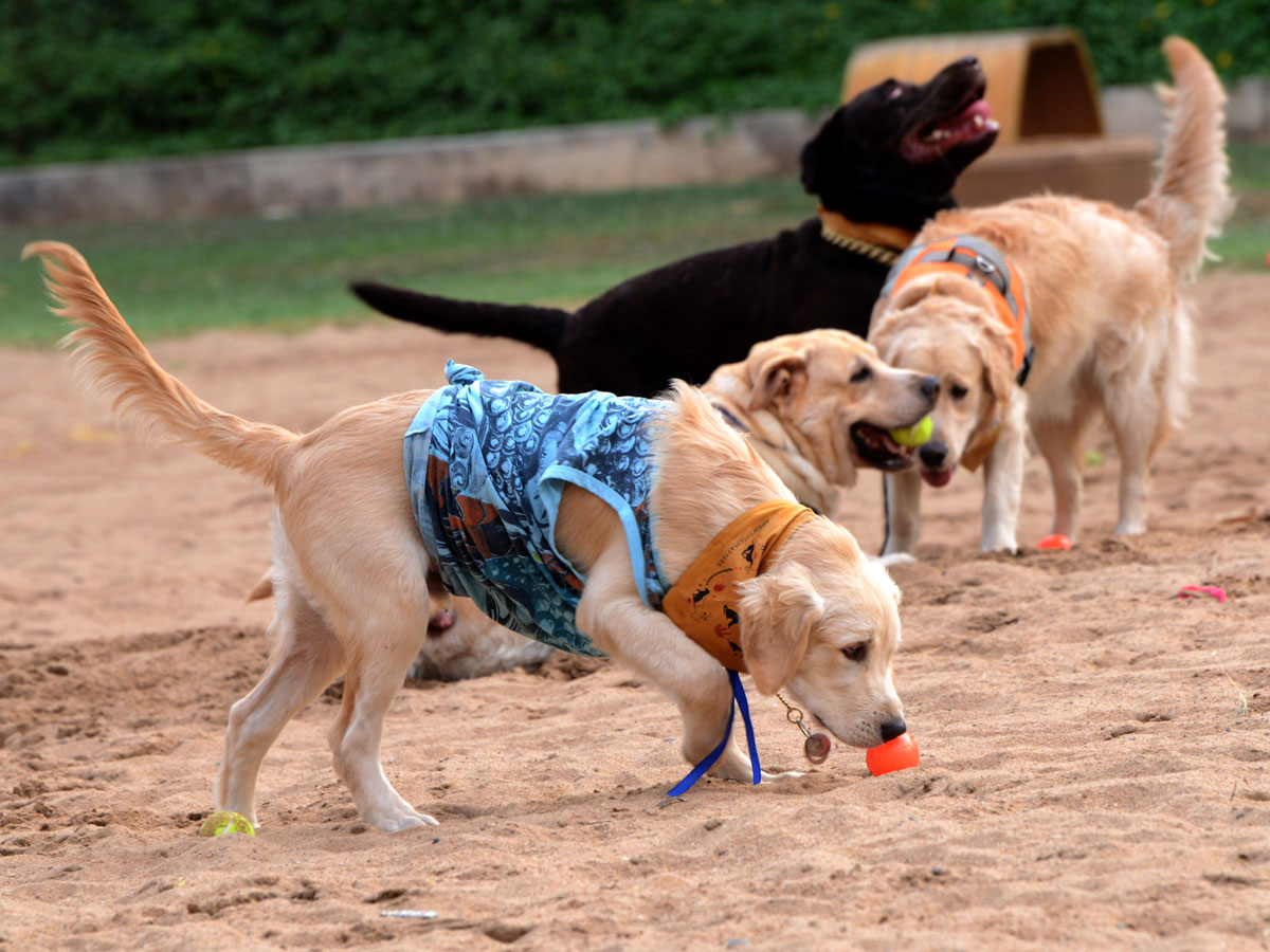 Dog Walking Jumping And Swimming In Hyderabad Photo Gallery - Sakshi8