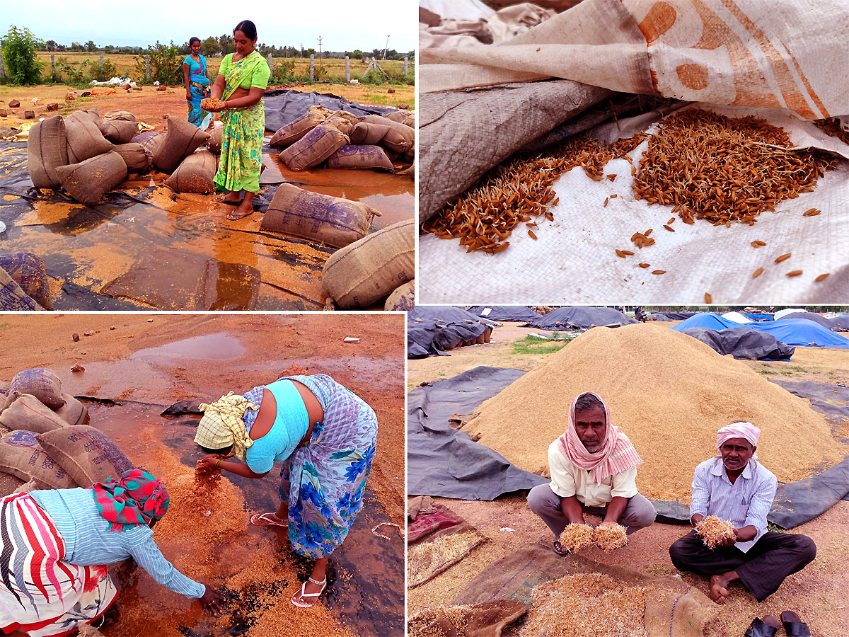 Heavy Rains Remains Huge Loss For Farmers - Sakshi1