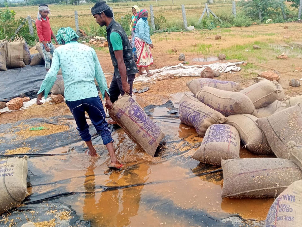 Heavy Rains Remains Huge Loss For Farmers - Sakshi2