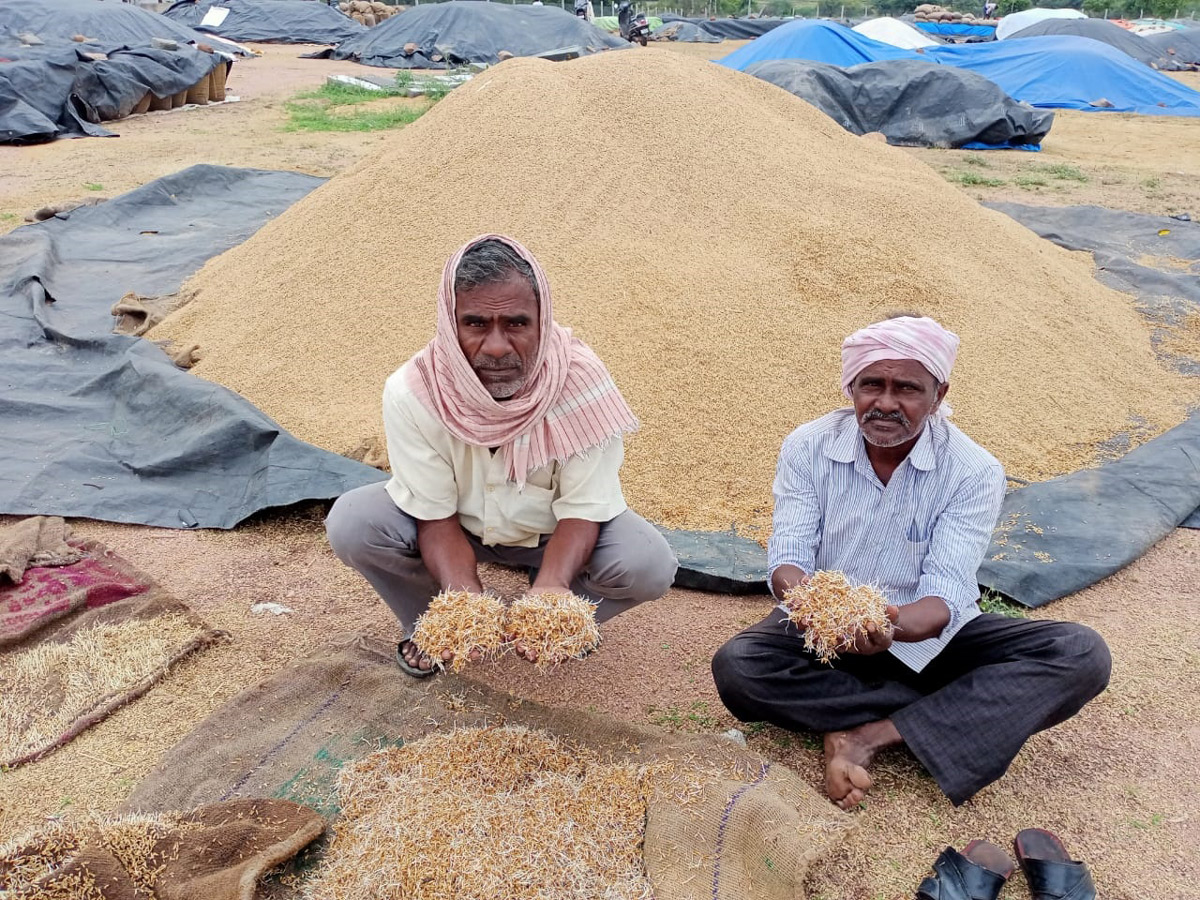 Heavy Rains Remains Huge Loss For Farmers - Sakshi11