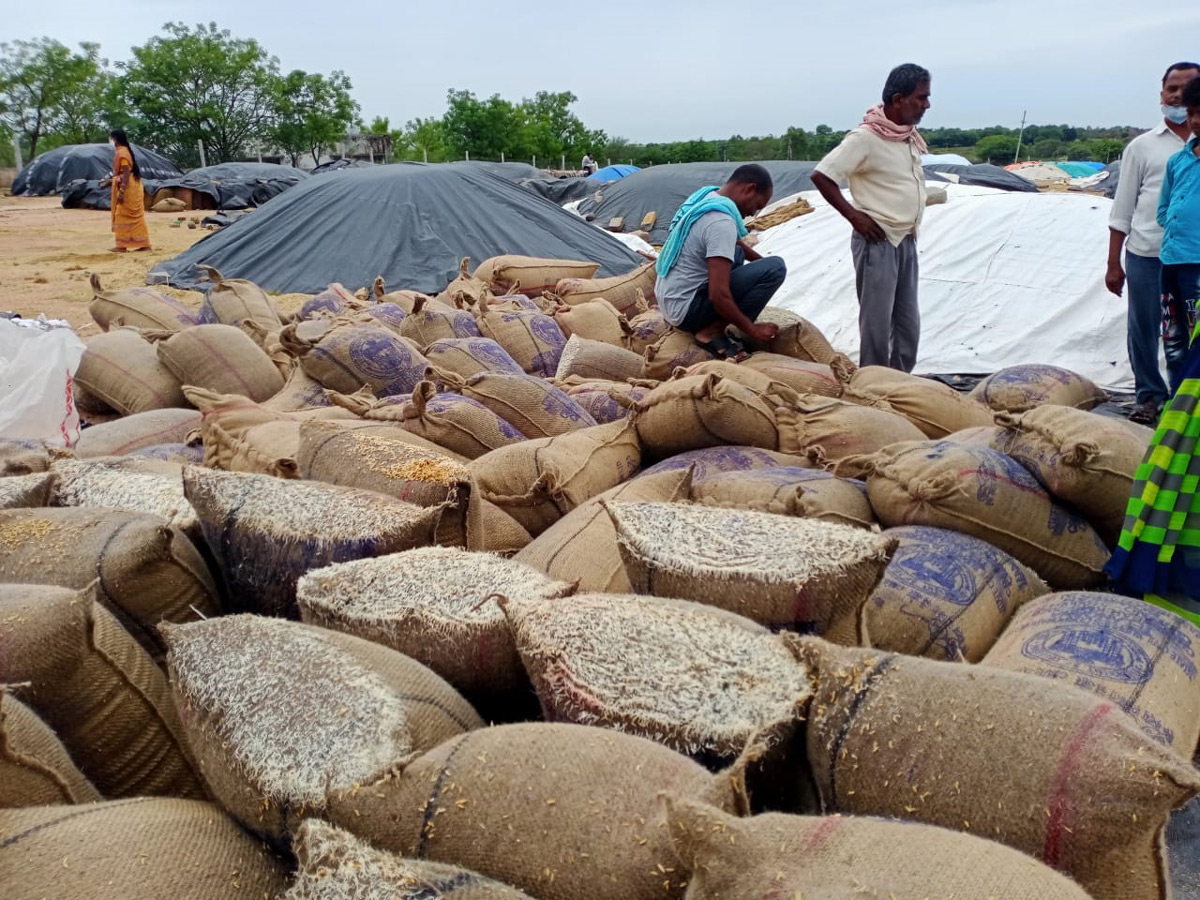 Heavy Rains Remains Huge Loss For Farmers - Sakshi14