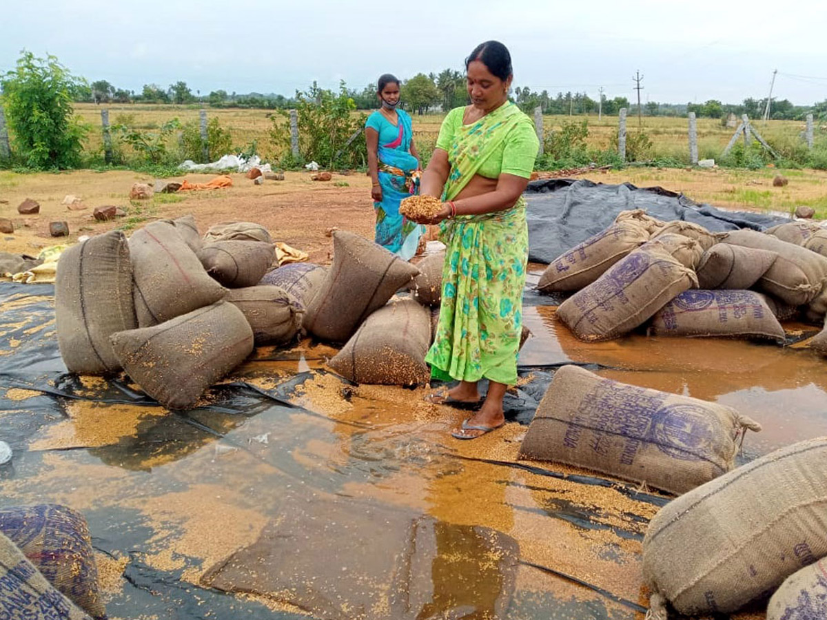 Heavy Rains Remains Huge Loss For Farmers - Sakshi3