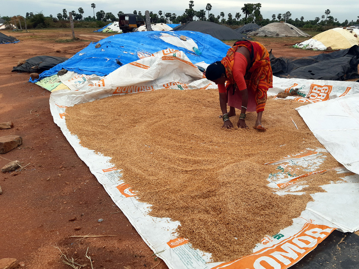 Heavy Rains Remains Huge Loss For Farmers - Sakshi25