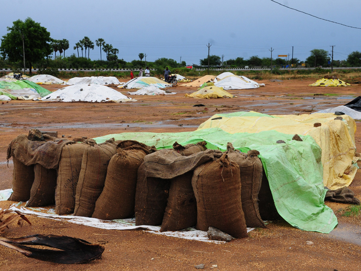 Heavy Rains Remains Huge Loss For Farmers - Sakshi31