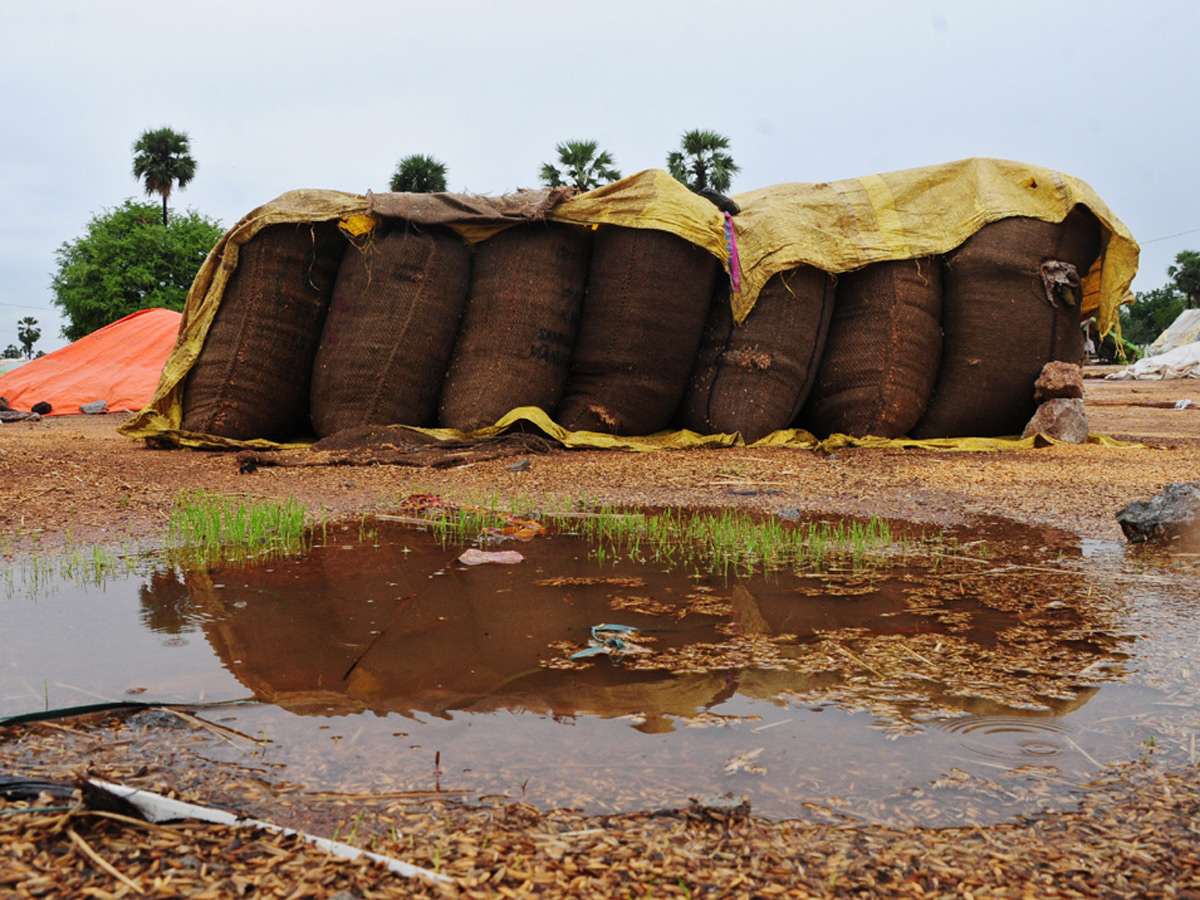 Heavy Rains Remains Huge Loss For Farmers - Sakshi34